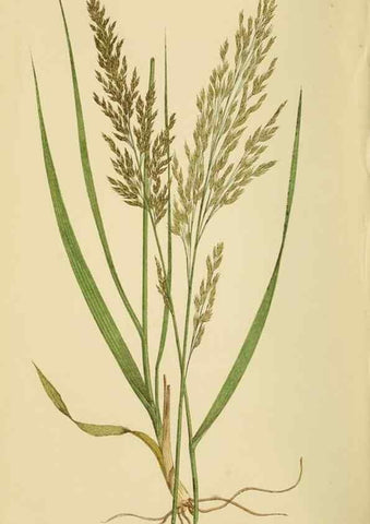 Reproducción/Reproduction 6869569449: A natural history of British grasses.. London,Groombridge,1858.