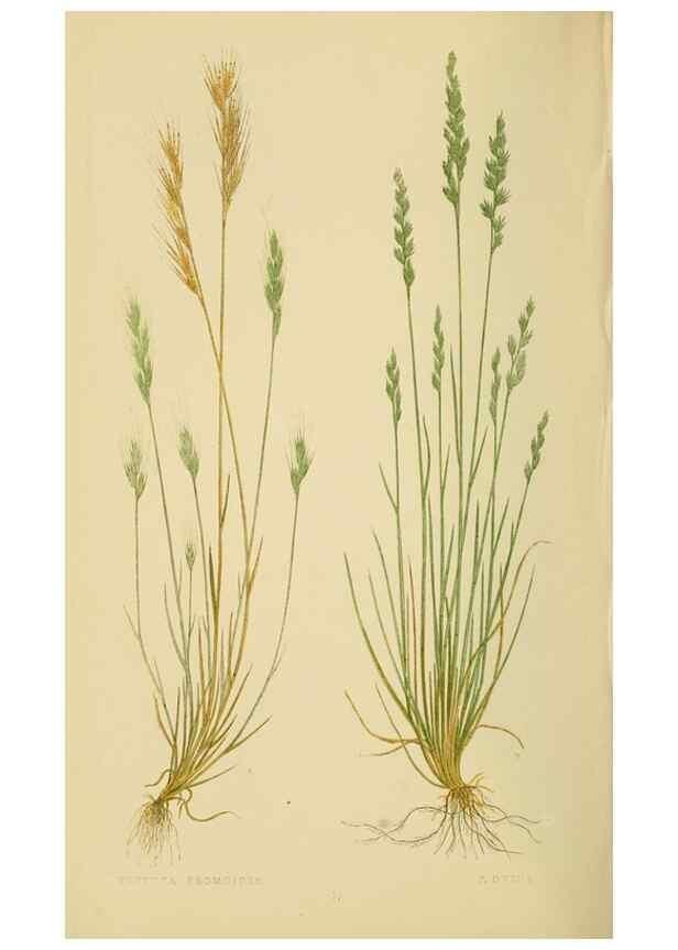 Reproducción/Reproduction 6869570191: A natural history of British grasses.. London,Groombridge,1858.