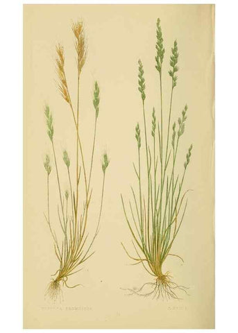 Reproducción/Reproduction 6869570191: A natural history of British grasses.. London,Groombridge,1858.