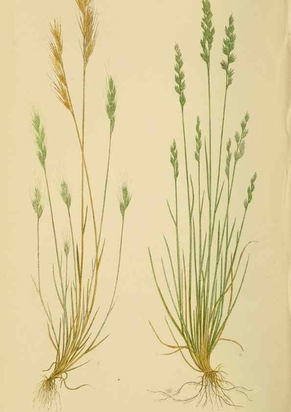 Reproducción/Reproduction 6869570191: A natural history of British grasses.. London,Groombridge,1858.