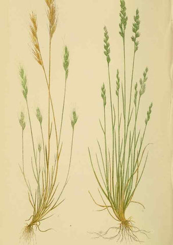 Reproducción/Reproduction 6869570191: A natural history of British grasses.. London,Groombridge,1858.