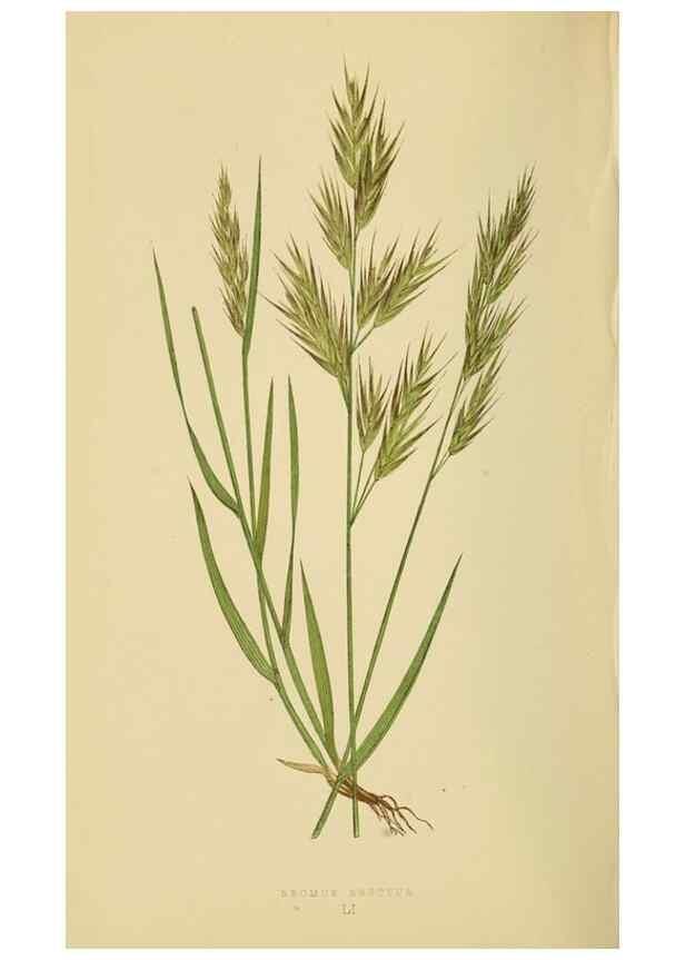 Reproducción/Reproduction 6869571009: A natural history of British grasses.. London,Groombridge,1858.