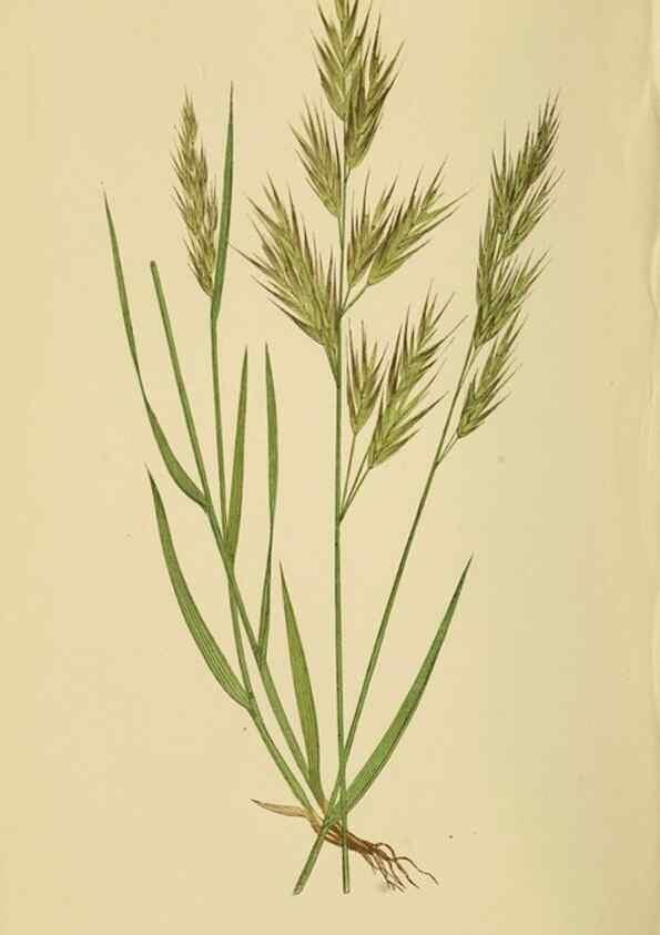 Reproducción/Reproduction 6869571009: A natural history of British grasses.. London,Groombridge,1858.