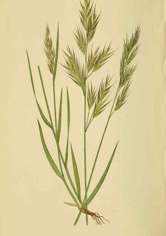 Reproducción/Reproduction 6869571009: A natural history of British grasses.. London,Groombridge,1858.