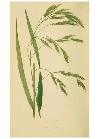 Reproducción/Reproduction 6869571795: A natural history of British grasses.. London,Groombridge,1858.