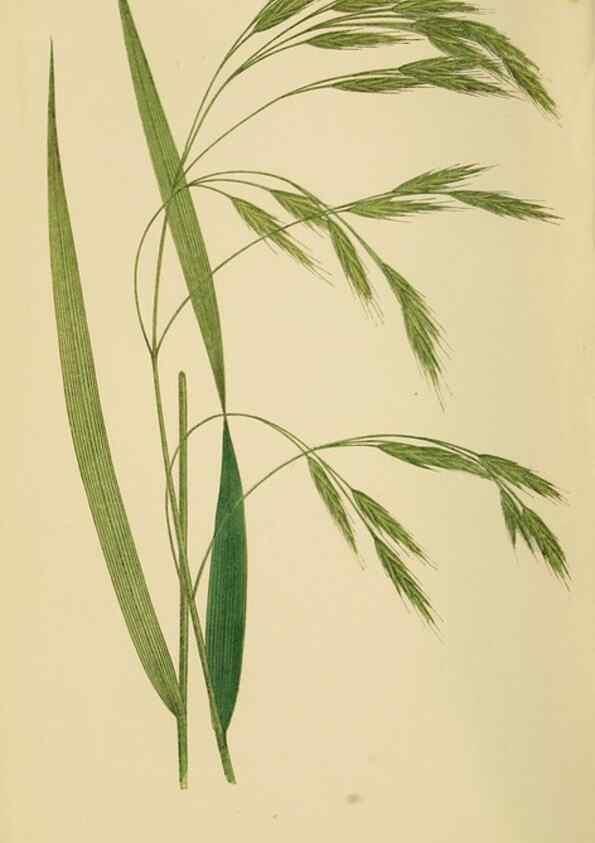 Reproducción/Reproduction 6869571795: A natural history of British grasses.. London,Groombridge,1858.