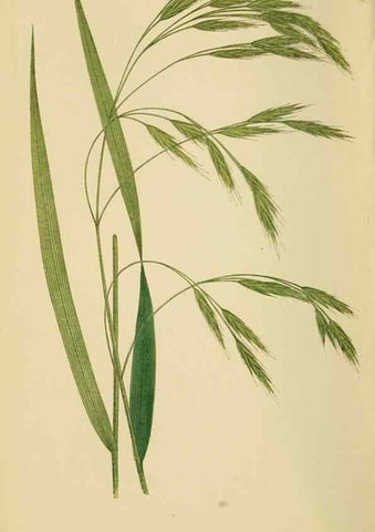 Reproducción/Reproduction 6869571795: A natural history of British grasses.. London,Groombridge,1858.