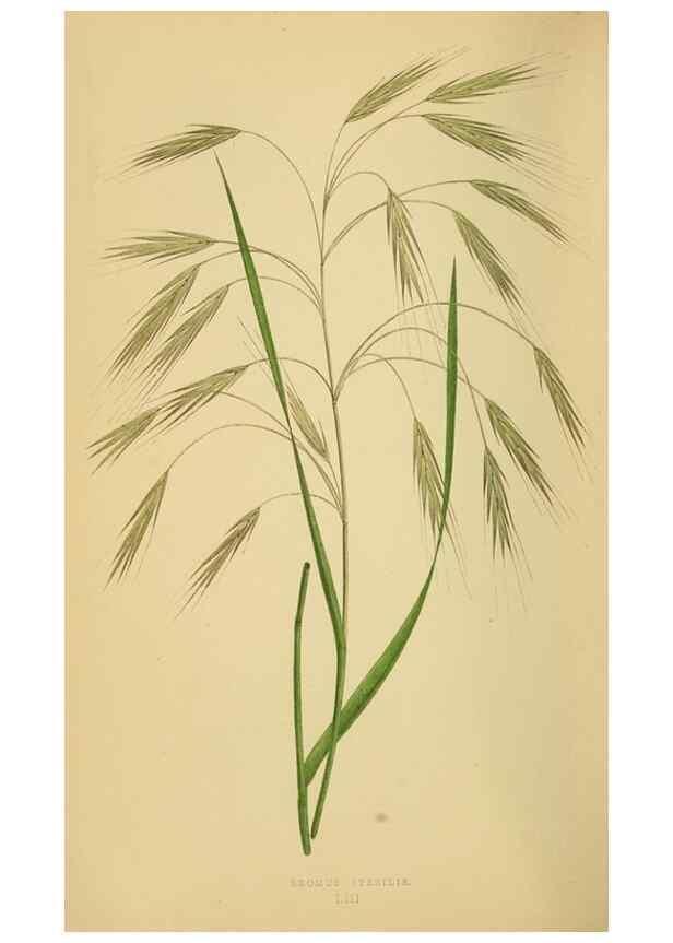 Reproducción/Reproduction 6869572565: A natural history of British grasses.. London,Groombridge,1858.
