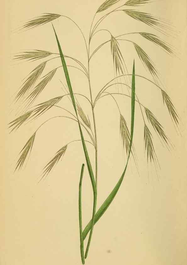 Reproducción/Reproduction 6869572565: A natural history of British grasses.. London,Groombridge,1858.