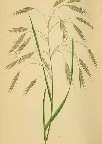 Reproducción/Reproduction 6869572565: A natural history of British grasses.. London,Groombridge,1858.