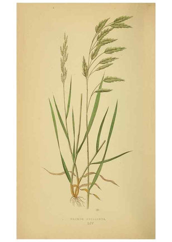Reproducción/Reproduction 6869573545: A natural history of British grasses.. London,Groombridge,1858.