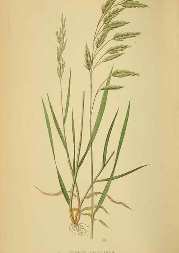 Reproducción/Reproduction 6869573545: A natural history of British grasses.. London,Groombridge,1858.