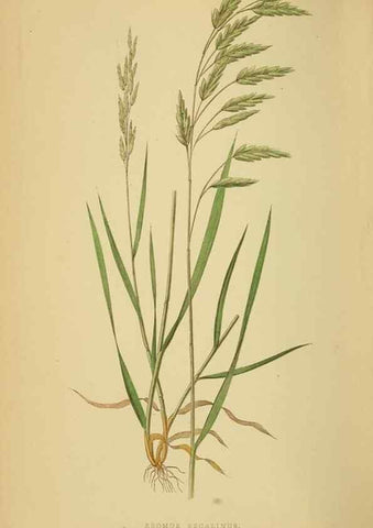Reproducción/Reproduction 6869573545: A natural history of British grasses.. London,Groombridge,1858.