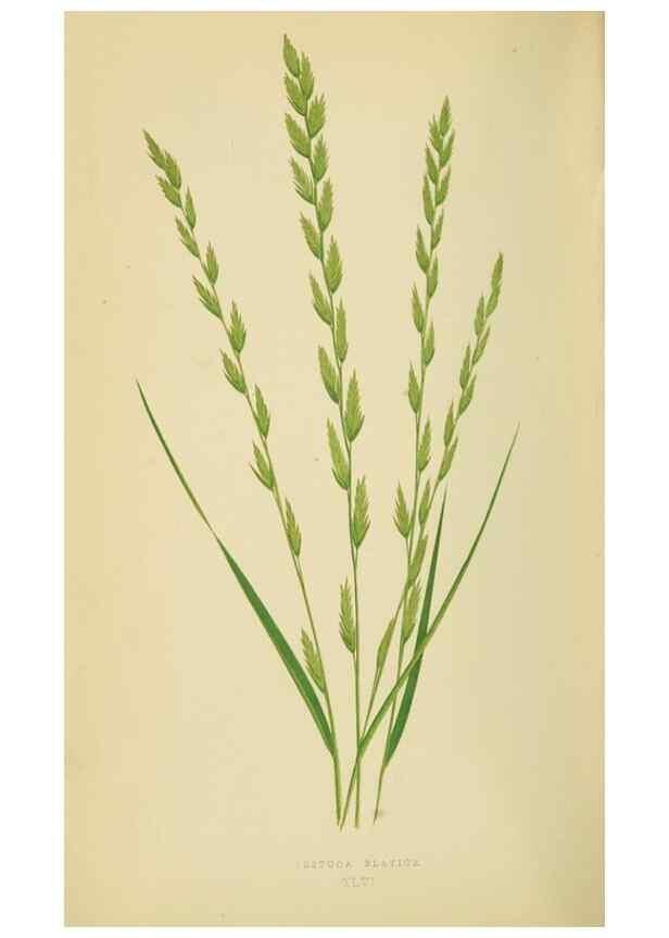 Reproducción/Reproduction 6869567271: A natural history of British grasses.. London,Groombridge,1858.