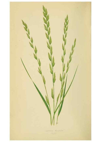 Reproducción/Reproduction 6869567271: A natural history of British grasses.. London,Groombridge,1858.