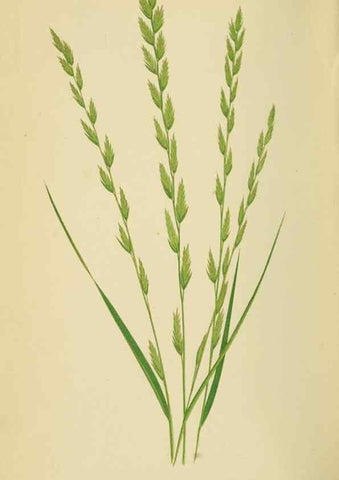 Reproducción/Reproduction 6869567271: A natural history of British grasses.. London,Groombridge,1858.