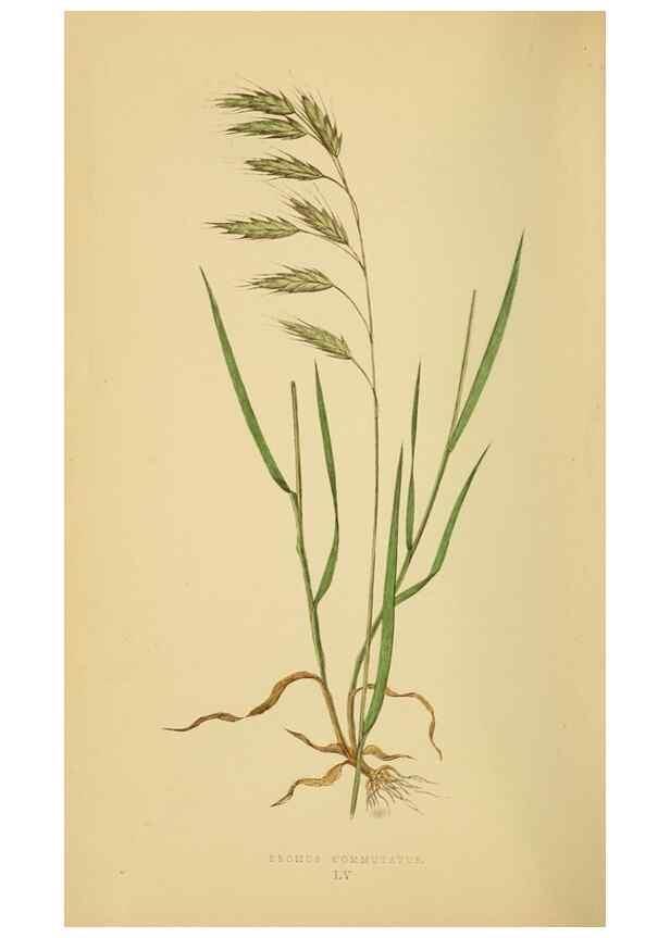 Reproducción/Reproduction 6869574371: A natural history of British grasses.. London,Groombridge,1858.