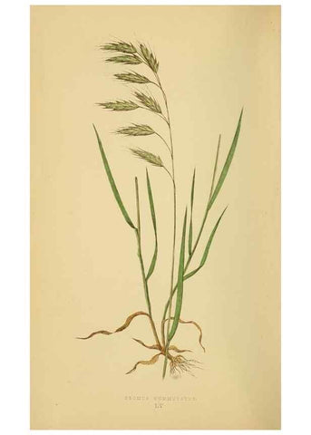 Reproducción/Reproduction 6869574371: A natural history of British grasses.. London,Groombridge,1858.