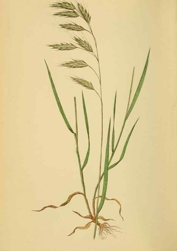 Reproducción/Reproduction 6869574371: A natural history of British grasses.. London,Groombridge,1858.