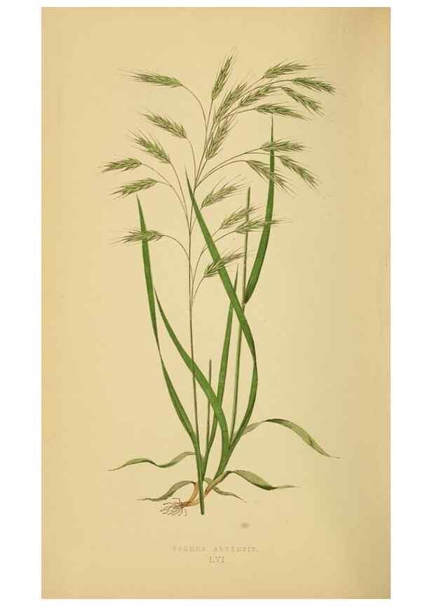 Reproducción/Reproduction 6869575911: A natural history of British grasses.. London,Groombridge,1858.