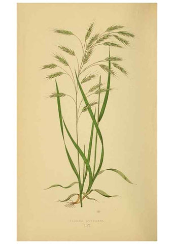 Reproducción/Reproduction 6869575911: A natural history of British grasses.. London,Groombridge,1858.