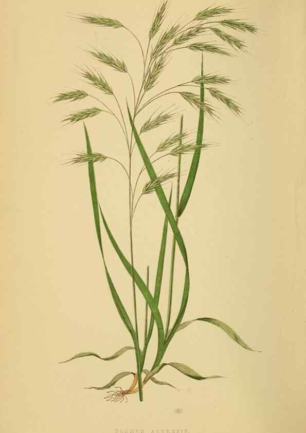 Reproducción/Reproduction 6869575911: A natural history of British grasses.. London,Groombridge,1858.