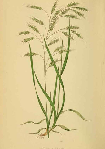 Reproducción/Reproduction 6869575911: A natural history of British grasses.. London,Groombridge,1858.