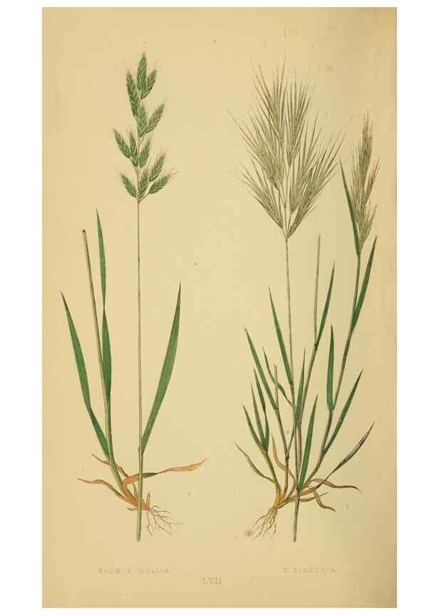 Reproducción/Reproduction 6869576787: A natural history of British grasses.. London,Groombridge,1858.