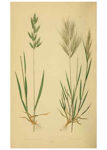 Reproducción/Reproduction 6869576787: A natural history of British grasses.. London,Groombridge,1858.