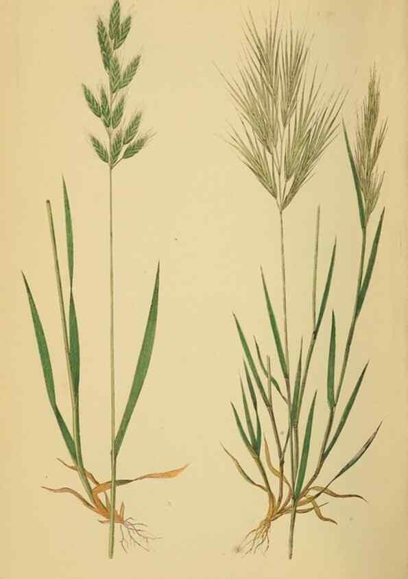 Reproducción/Reproduction 6869576787: A natural history of British grasses.. London,Groombridge,1858.