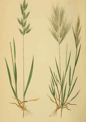 Reproducción/Reproduction 6869576787: A natural history of British grasses.. London,Groombridge,1858.