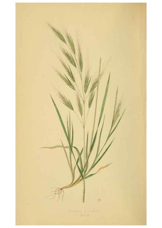 Reproducción/Reproduction 6869577759: A natural history of British grasses.. London,Groombridge,1858.