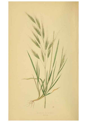 Reproducción/Reproduction 6869577759: A natural history of British grasses.. London,Groombridge,1858.