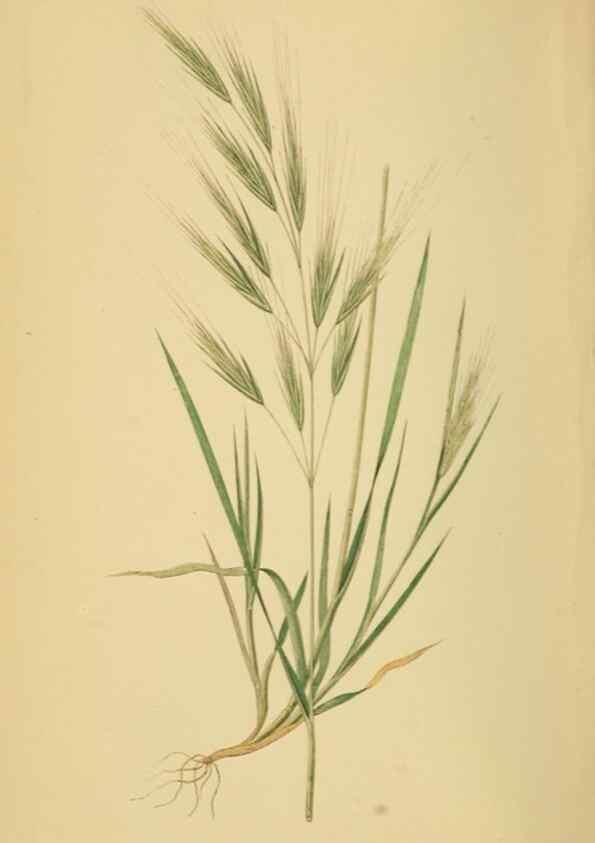 Reproducción/Reproduction 6869577759: A natural history of British grasses.. London,Groombridge,1858.