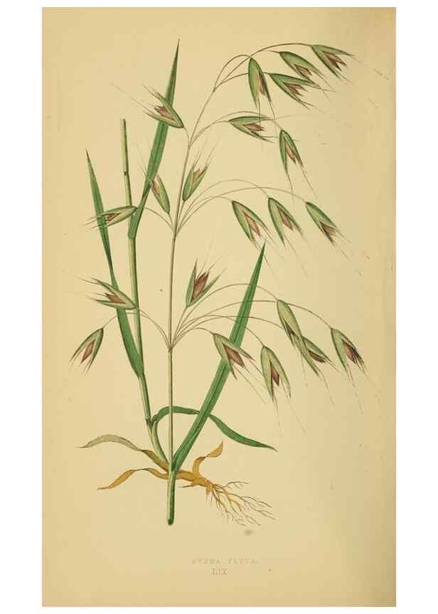 Reproducción/Reproduction 6869578641: A natural history of British grasses.. London,Groombridge,1858.
