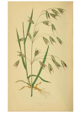 Reproducción/Reproduction 6869578641: A natural history of British grasses.. London,Groombridge,1858.