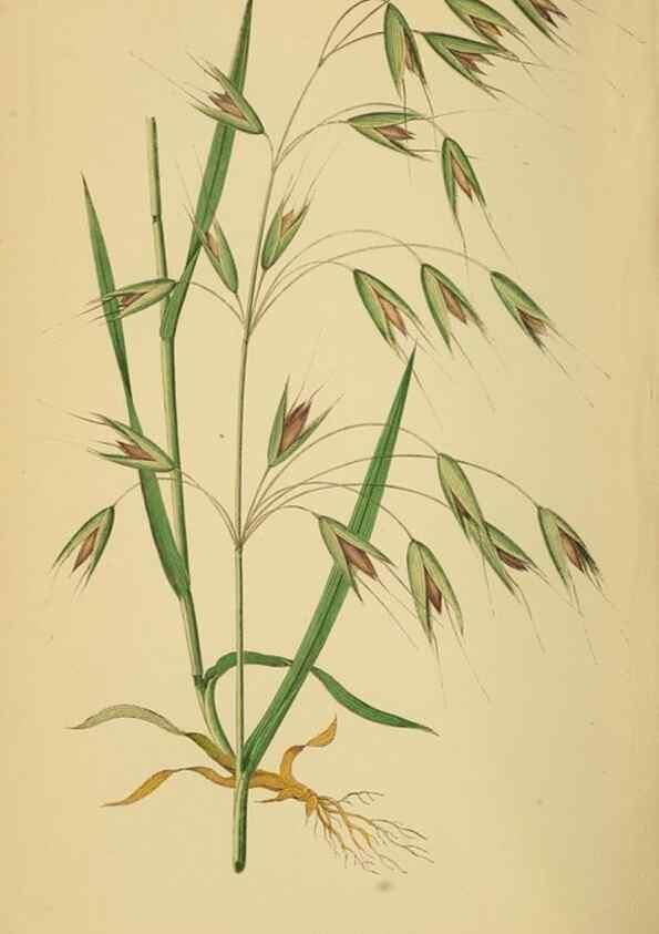 Reproducción/Reproduction 6869578641: A natural history of British grasses.. London,Groombridge,1858.