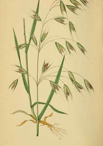 Reproducción/Reproduction 6869578641: A natural history of British grasses.. London,Groombridge,1858.