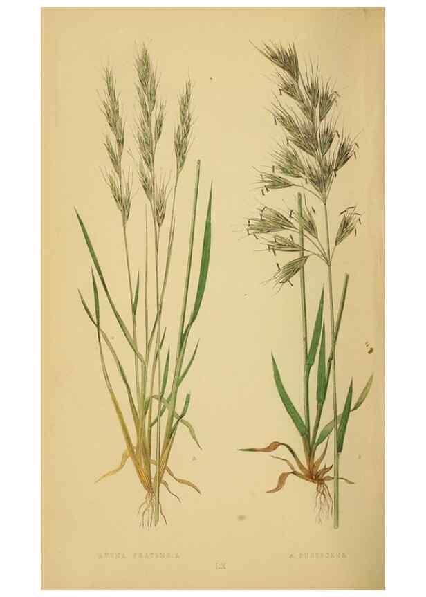 Reproducción/Reproduction 6869579653: A natural history of British grasses.. London,Groombridge,1858.