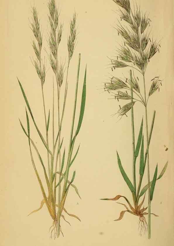 Reproducción/Reproduction 6869579653: A natural history of British grasses.. London,Groombridge,1858.