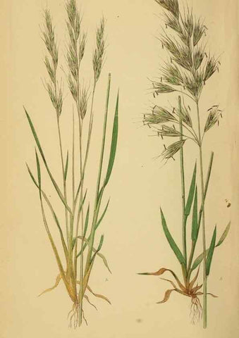 Reproducción/Reproduction 6869579653: A natural history of British grasses.. London,Groombridge,1858.