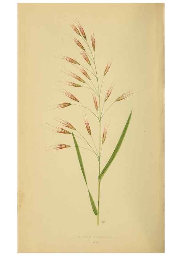 Reproducción/Reproduction 6869580465: A natural history of British grasses.. London,Groombridge,1858.