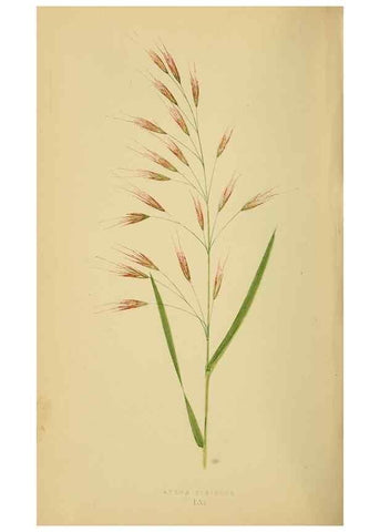 Reproducción/Reproduction 6869580465: A natural history of British grasses.. London,Groombridge,1858.