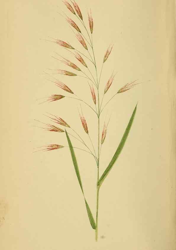 Reproducción/Reproduction 6869580465: A natural history of British grasses.. London,Groombridge,1858.