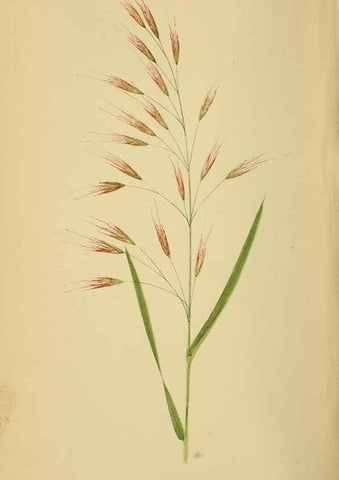 Reproducción/Reproduction 6869580465: A natural history of British grasses.. London,Groombridge,1858.
