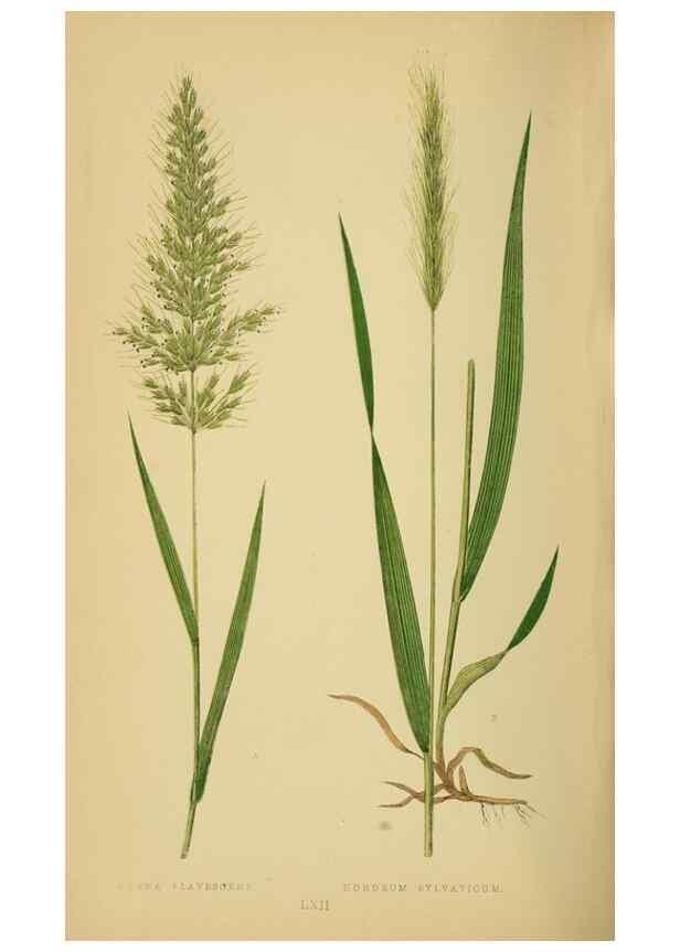 Reproducción/Reproduction 6869581419: A natural history of British grasses.. London,Groombridge,1858.