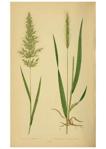 Reproducción/Reproduction 6869581419: A natural history of British grasses.. London,Groombridge,1858.
