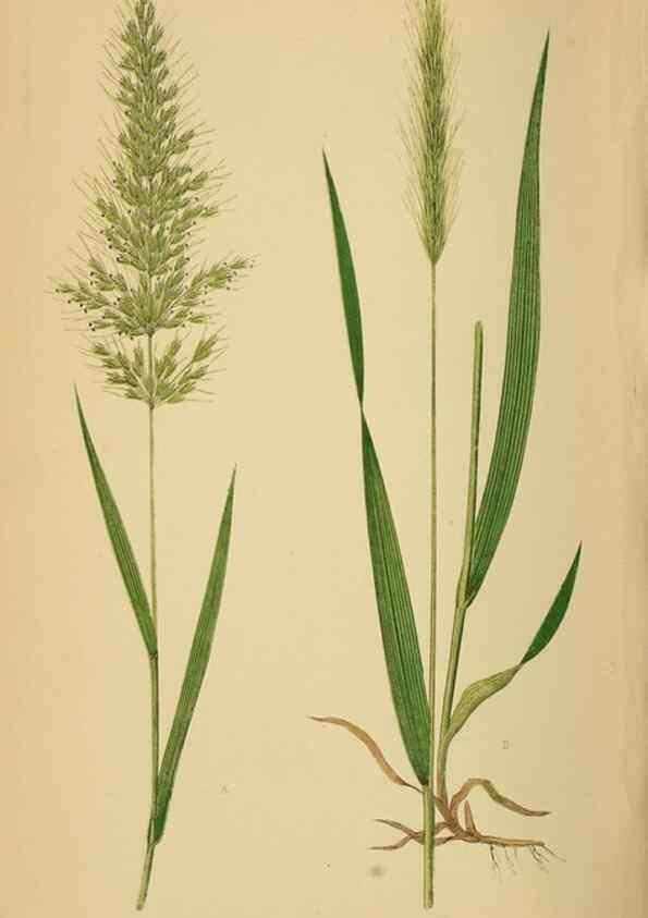 Reproducción/Reproduction 6869581419: A natural history of British grasses.. London,Groombridge,1858.