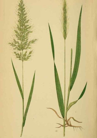 Reproducción/Reproduction 6869581419: A natural history of British grasses.. London,Groombridge,1858.