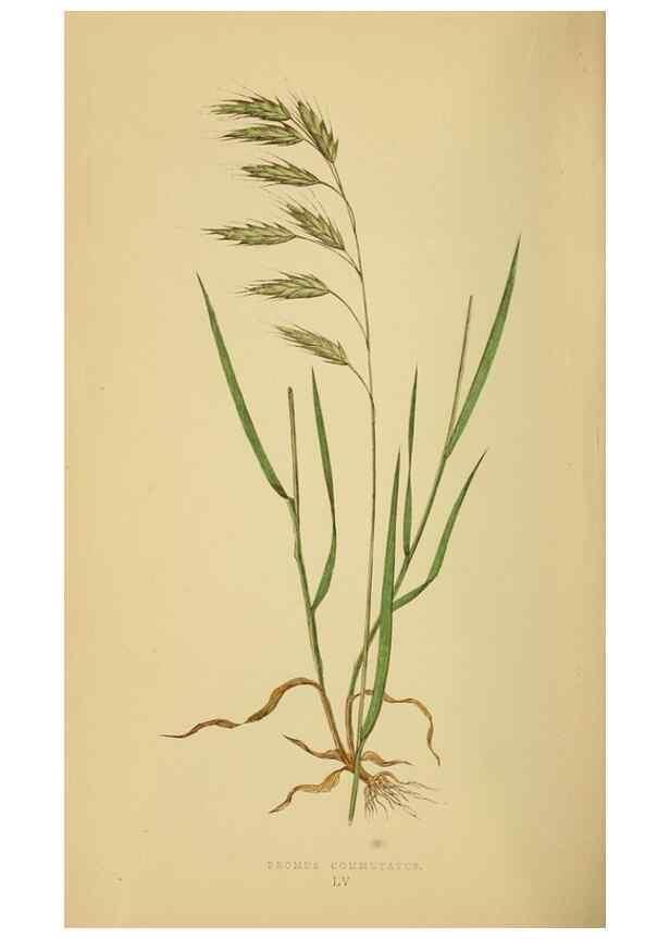 Reproducción/Reproduction 6869575227: A natural history of British grasses.. London,Groombridge,1858.